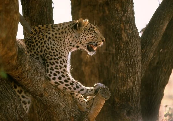 Leopard - in tree - Moremi - Botswana