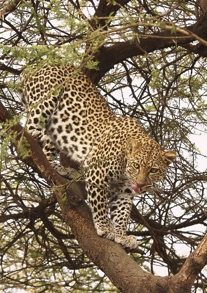 Leopard - in tree - Ngorongoro Crater Reserve - Serengeti - Tanzania