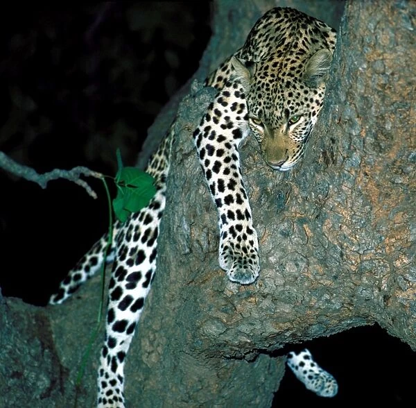 Leopard in tree at night - South Luangwa National Park Zambia