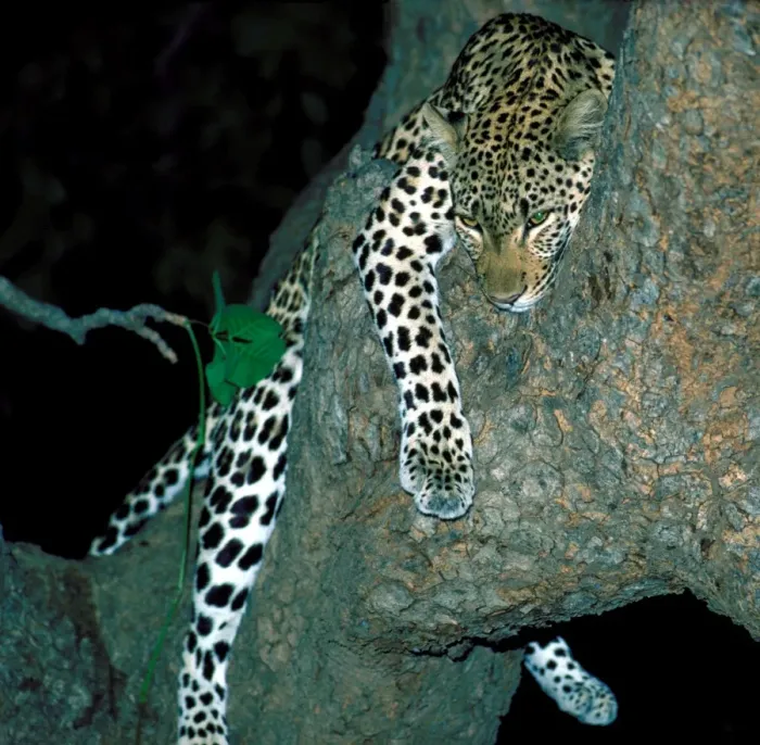 Framed Print : Leopard in tree at night - South Luangwa National Park Zambia Framed Print : Leopard in tree at night - South Luangwa National Park Zambia