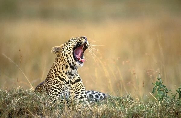 Leopard - yawning. Maasai Mara - Kenya