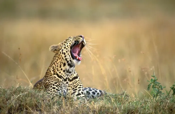 Framed Print : Leopard - yawning. Maasai Mara - Kenya Framed Print : Leopard - yawning. Maasai Mara - Kenya