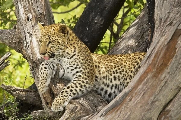 Leopard - young, 4 months old in tree. Africa