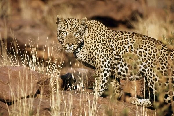Leopards - Namibia
