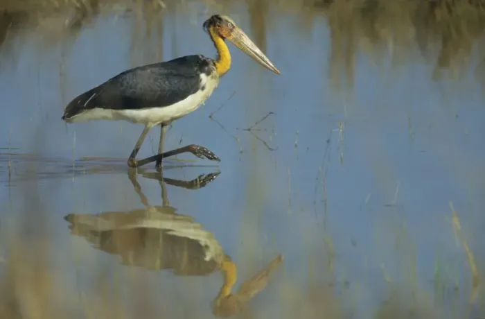 Framed Print : Lesser Adjutant Stork fishing, Kanha National Park, India Framed Print : Lesser Adjutant Stork fishing, Kanha National Park, India