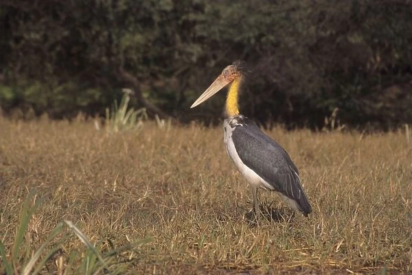 Lesser Adjutant Stork, Keoladeo National Park, India