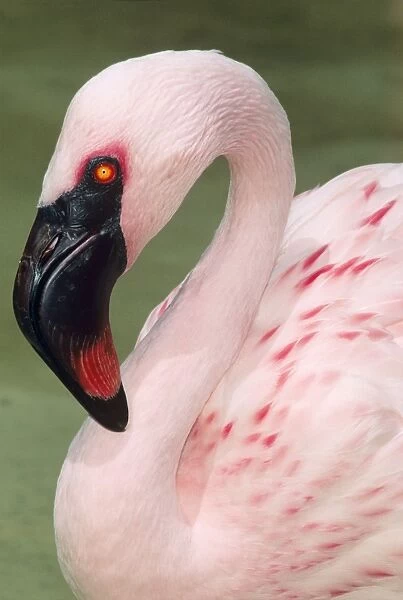 Lesser African Flamingo Africa