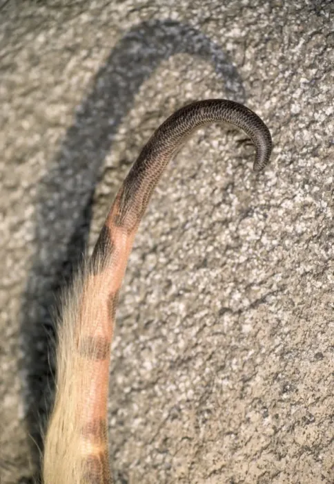 Framed Print : Lesser Anteater - prehensile tail - South Mexico to North half of South America Framed Print : Lesser Anteater - prehensile tail - South Mexico to North half of South America