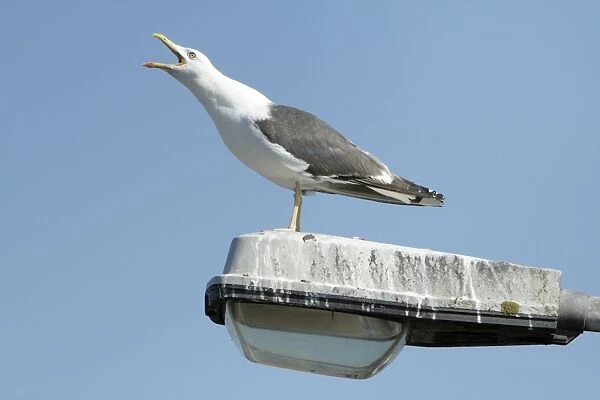 Lesser black-back Gull - calling from street light pole - Texel - Holland