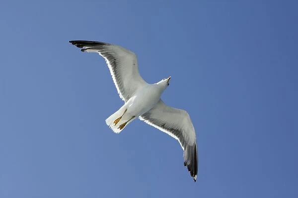 Lesser black-back Gull - in flight - Texel - Holland