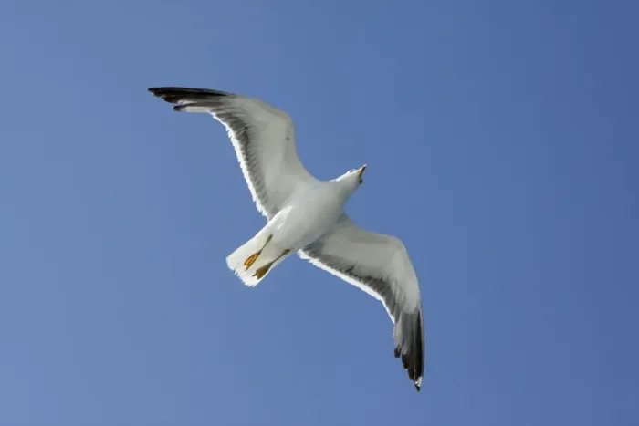 Framed Print : Lesser black-back Gull - in flight - Texel - Holland Framed Print : Lesser black-back Gull - in flight - Texel - Holland