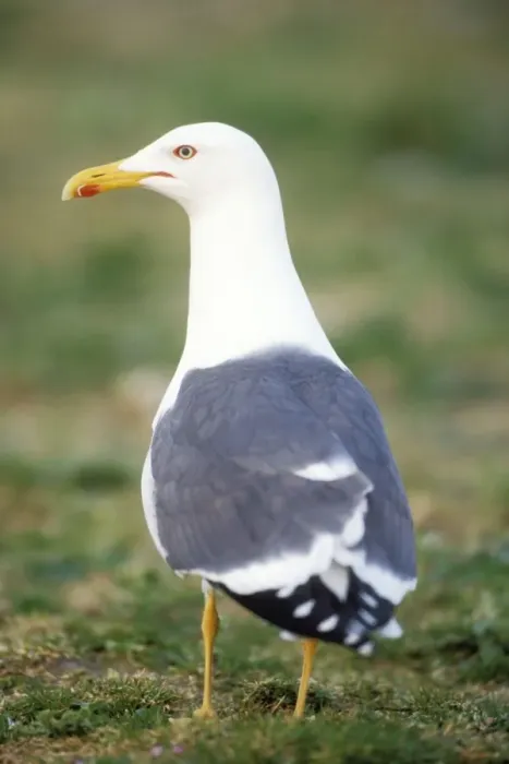 Framed Print : Lesser Black-backed Gull Framed Print : Lesser Black-backed Gull