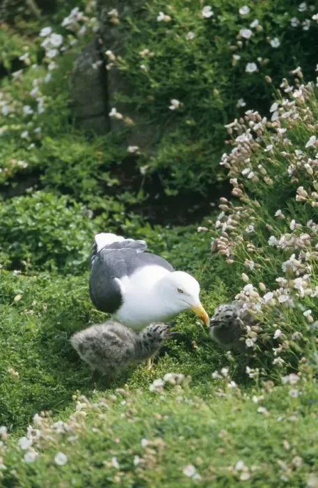 Framed Print : Lesser Black-backed Gull - adult with young UK Framed Print : Lesser Black-backed Gull - adult with young UK