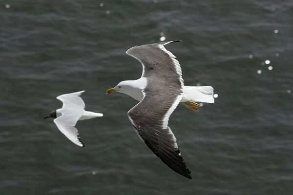 Lesser Black Backed Gull and Black-headed Gull (Larus ridibundus), In flight over sea, Isle of Texel, Holland