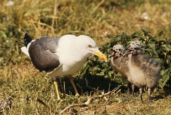 Lesser Black-backed Gull DU 339 With chicks begging for food Larus fuscus © David & Katie Urry  /  ARDEA LONDON