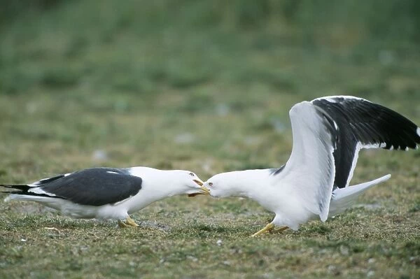 Lesser Black-backed Gull Fighting