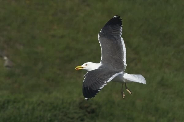 Lesser Black-backed Gull - In flight, Near Arthur's Seat, Edinburgh, Scotland