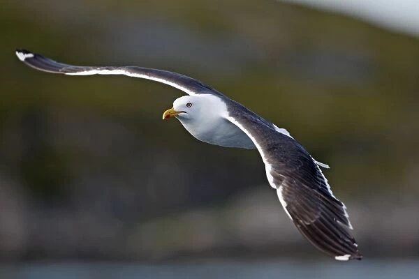 Lesser Black-backed Gull - in flight - Flatanger - Norway