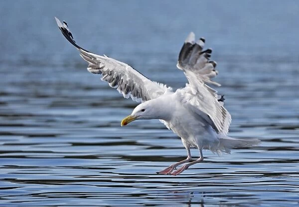 Lesser Black-backed Gull - in flight - landing on water - Flatanger - Norway
