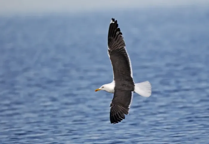 Framed Print : Lesser Black-backed Gull - in flight above water - Flatanger - Norway Framed Print : Lesser Black-backed Gull - in flight above water - Flatanger - Norway