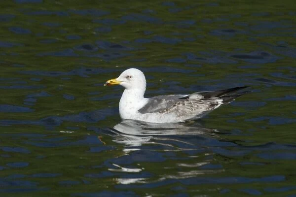 Lesser Black-backed Gull, immature, swimming. Near Arthur's Seat, Edinburgh, Scotland