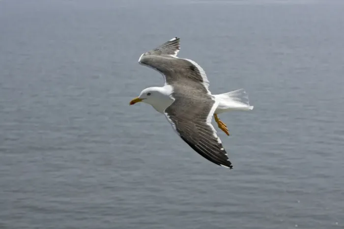 Framed Print : Lesser Black Backed Gull-in flight over sea, Isle of Texel, Holland Framed Print : Lesser Black Backed Gull-in flight over sea, Isle of Texel, Holland