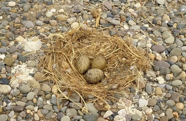 Lesser Black-backed Gull - nest and eggs