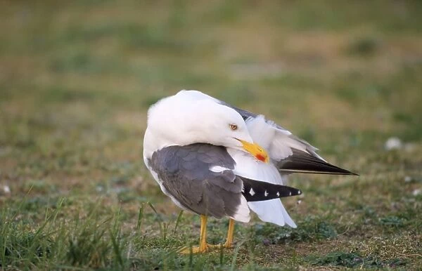 Lesser Black-backed Gull - preening