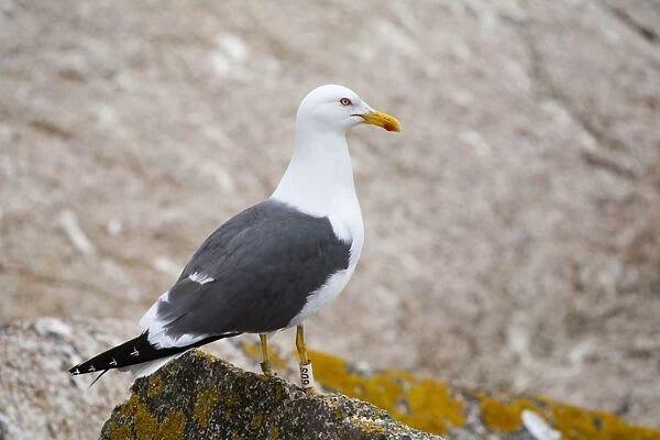 Lesser Black Backed Gull - on a rock