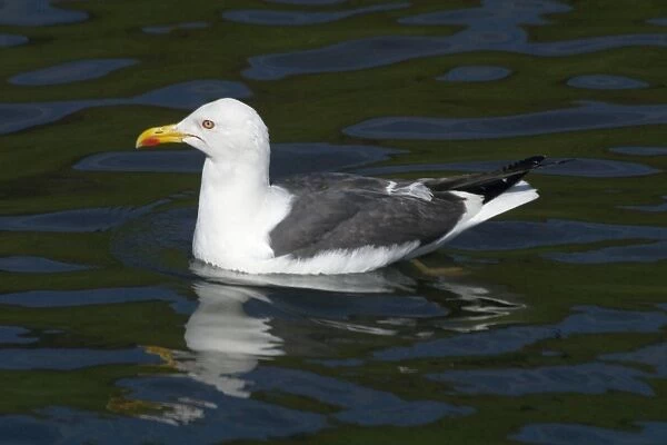 Lesser Black-backed Gull - Swimming, Near Arthur's Seat, Edinburgh, Scotland