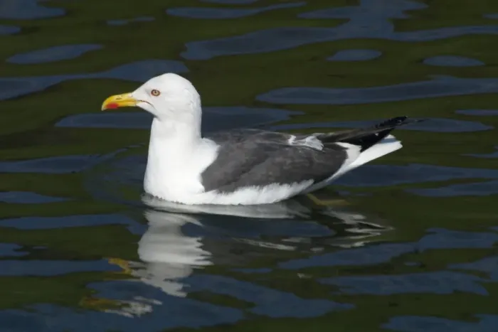 Framed Print : Lesser Black-backed Gull - Swimming, Near Arthur's Seat, Edinburgh, Scotland Framed Print : Lesser Black-backed Gull - Swimming, Near Arthur's Seat, Edinburgh, Scotland