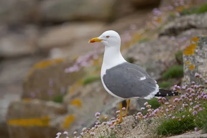 Framed Print : Lesser Black Backed Gull - thrift at the coast - UK Framed Print : Lesser Black Backed Gull - thrift at the coast - UK