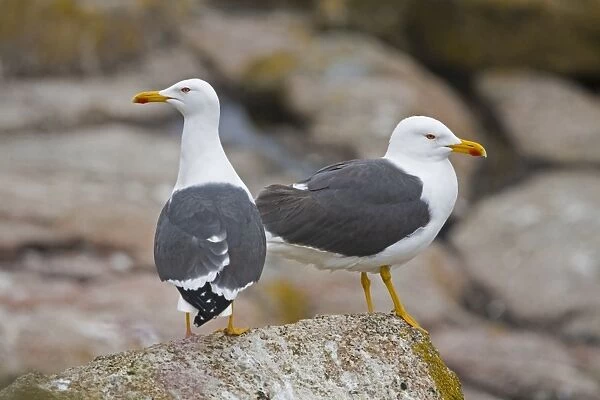 Lesser Black Backed Gulls - UK