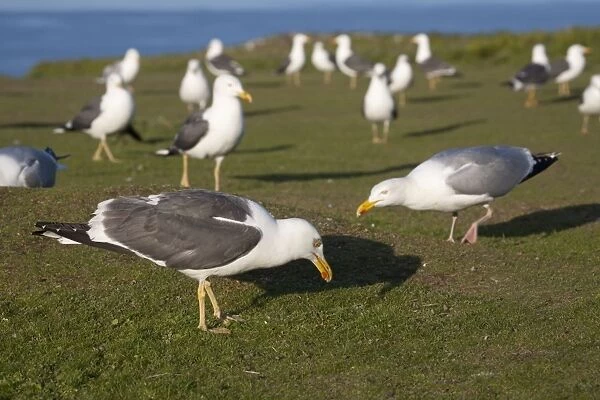 Lesser Black Backed and Herring Gulls (Larus argentatus) Skokholm - Wales