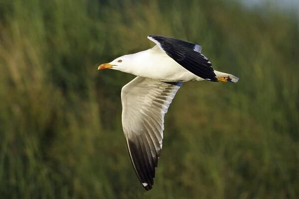 Lesser Black Back Gull - In flight Isle of Texel, Holland