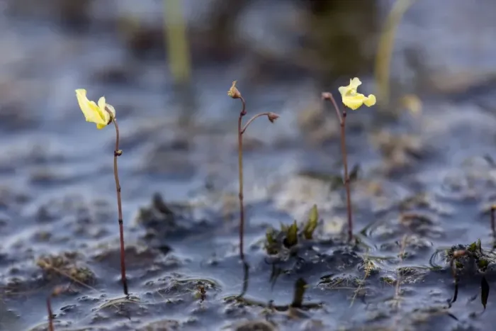Framed Print : Lesser bladderwort (Utricularia minor). Dorset bog Framed Print : Lesser bladderwort (Utricularia minor). Dorset bog