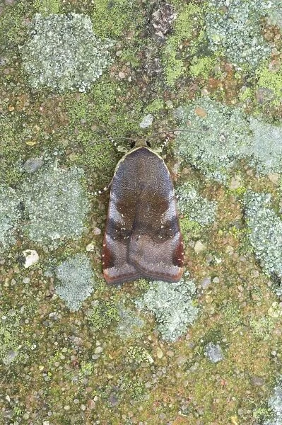 Lesser Broad-Bordered Yellow Underwing Moth - Essex, UK IN000696