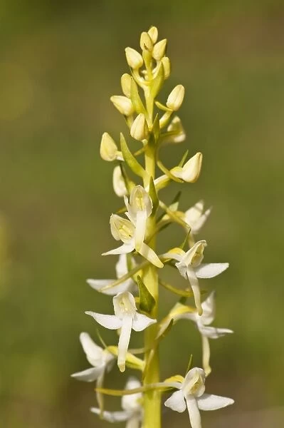 Lesser buterfly orchid