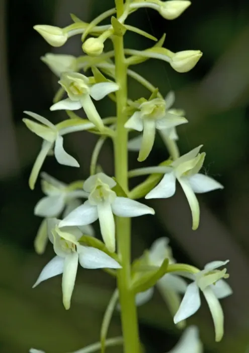 Framed Print : Lesser butterfly orchid Framed Print : Lesser butterfly orchid