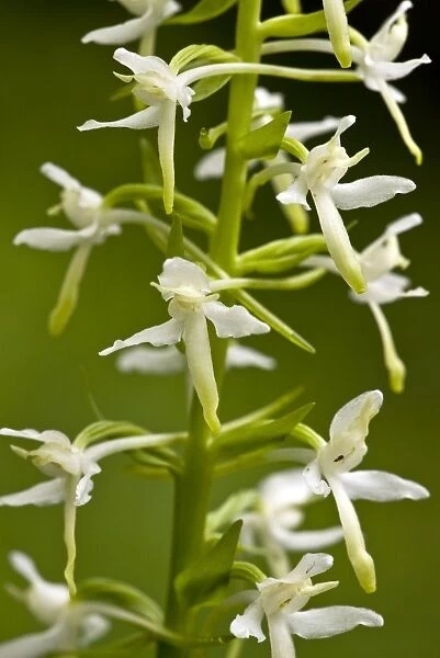 Lesser Butterfly-orchid - in flower
