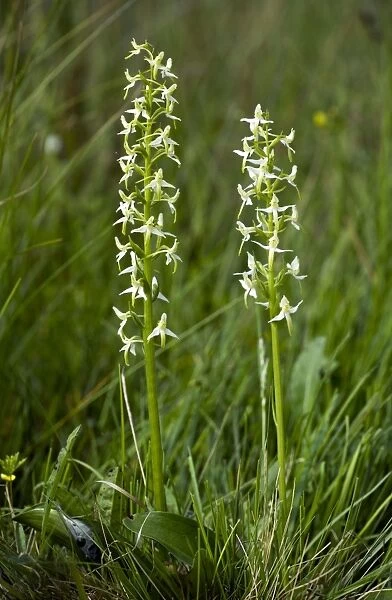 Lesser Butterfly Orchids