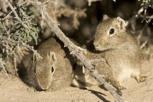 Lesser CAVY (local name: Cuis) Photographed in Patagonia, Argentina