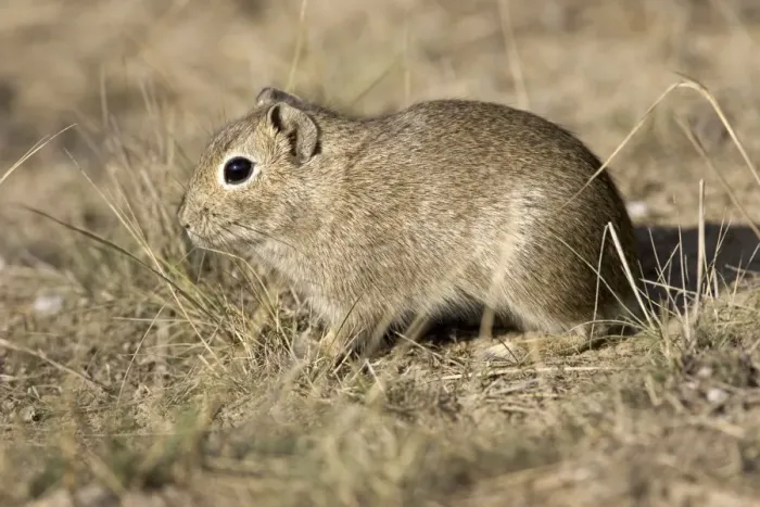 Framed Print : Lesser CAVY (local name: Cuis) Photographed in Patagonia, Argentina