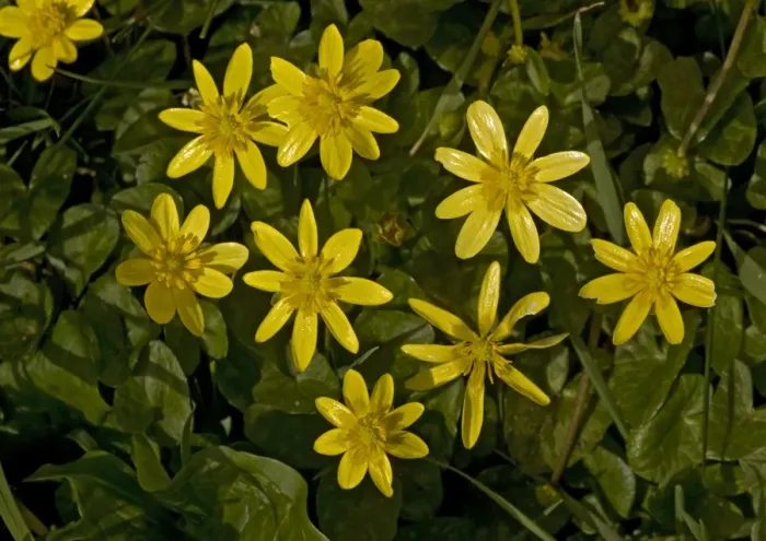 Framed Print : Lesser celandine Framed Print : Lesser celandine