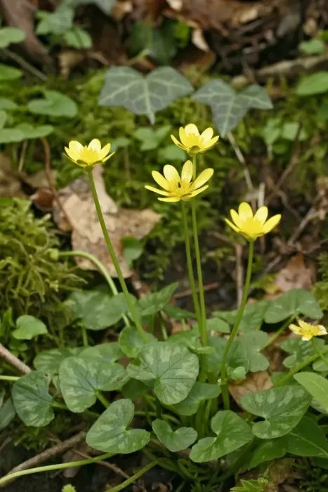Framed Print : Lesser Celandine - Cluster of flowers. West Wales UK 027 Framed Print : Lesser Celandine - Cluster of flowers. West Wales UK 027