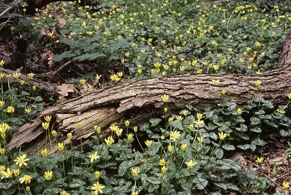 Lesser Celandine - in flower, in woodland