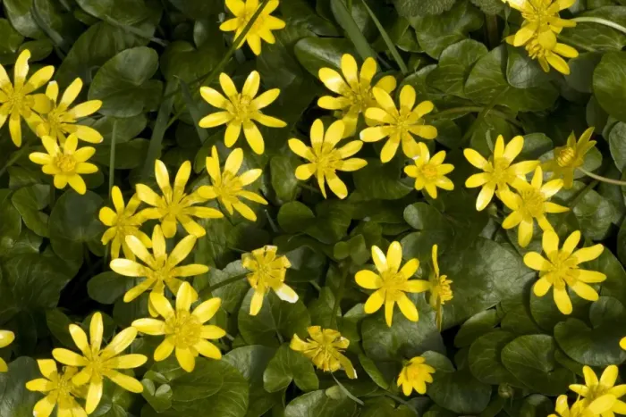 Framed Print : Lesser celandines in flower; Ranunculus ficaria Framed Print : Lesser celandines in flower; Ranunculus ficaria
