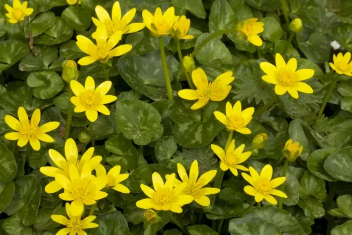 Framed Print : Lesser Celandines - in flower in spring sunshine, Dorset UK Framed Print : Lesser Celandines - in flower in spring sunshine, Dorset UK