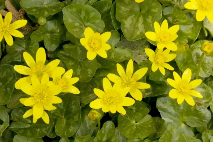 Framed Print : Lesser Celandines Ranunculus ficaria = Ficaria verna in flower in spring sunshine, Dorset UK Framed Print : Lesser Celandines Ranunculus ficaria = Ficaria verna in flower in spring sunshine, Dorset UK