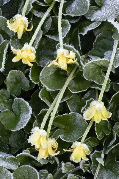 Lesser Celendine - Flowers covered with early morning frost in april. Lower Saxony, Germany